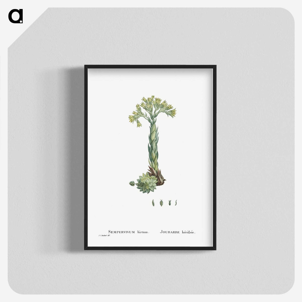 2-18_Histoire-des-Plantes-Grasses_blk-crop