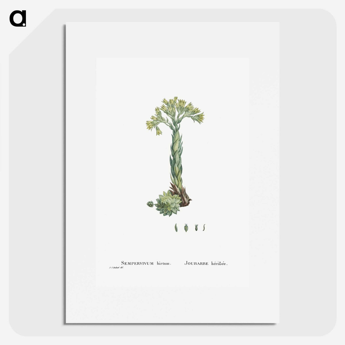 2-18_Histoire-des-Plantes-Grasses_picture