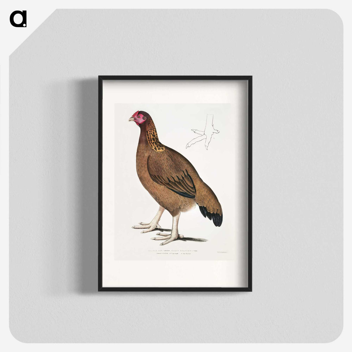 2-18_Indian-Zoology_blk