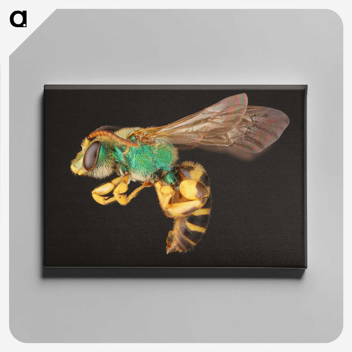 2-18_Insects-Unlocked-Project_canvas