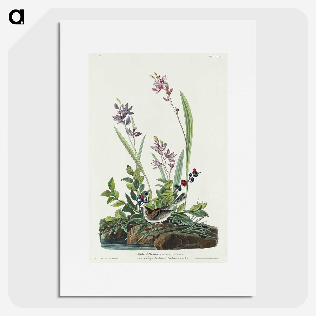 2-18_John-James-Audubon_picture