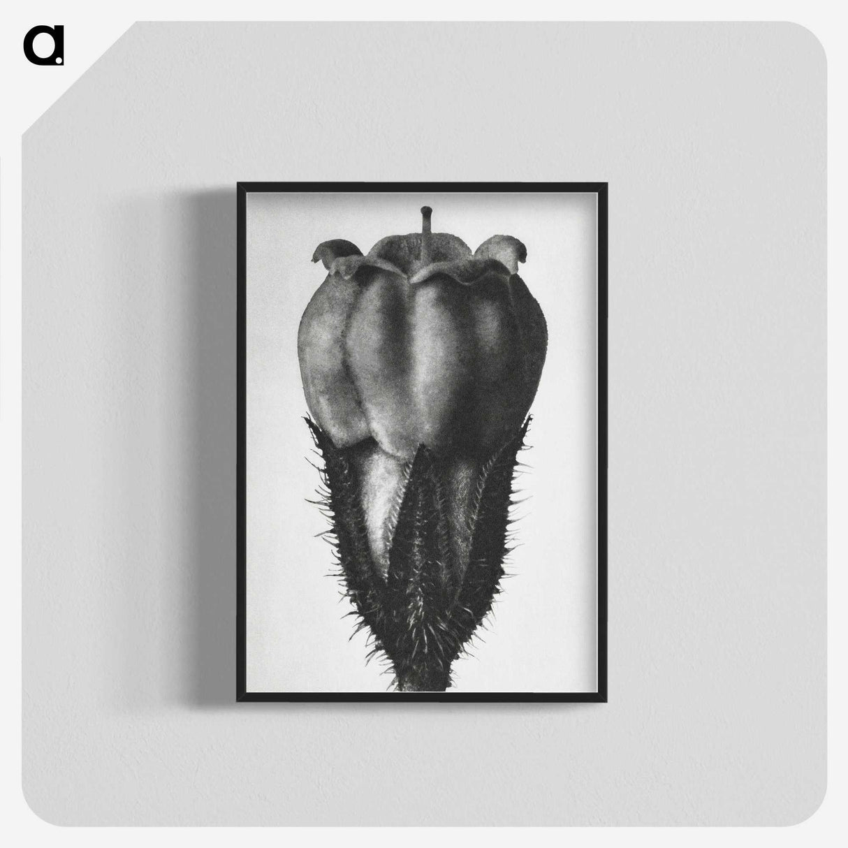 2-18_Karl-Blossfeldt_blk-crop