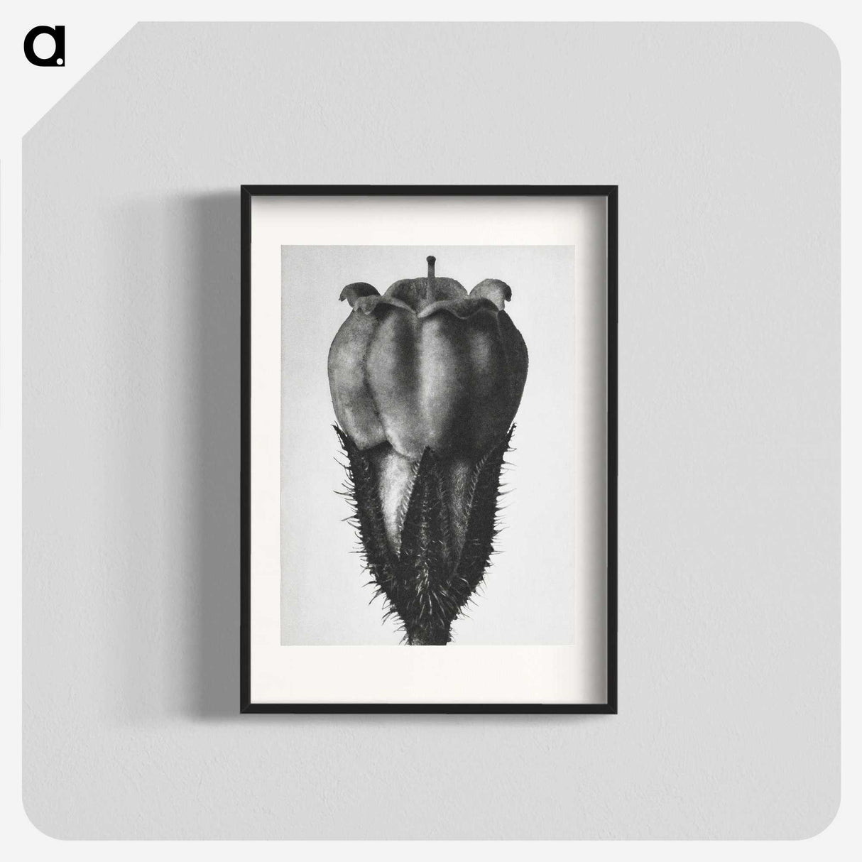 2-18_Karl-Blossfeldt_blk