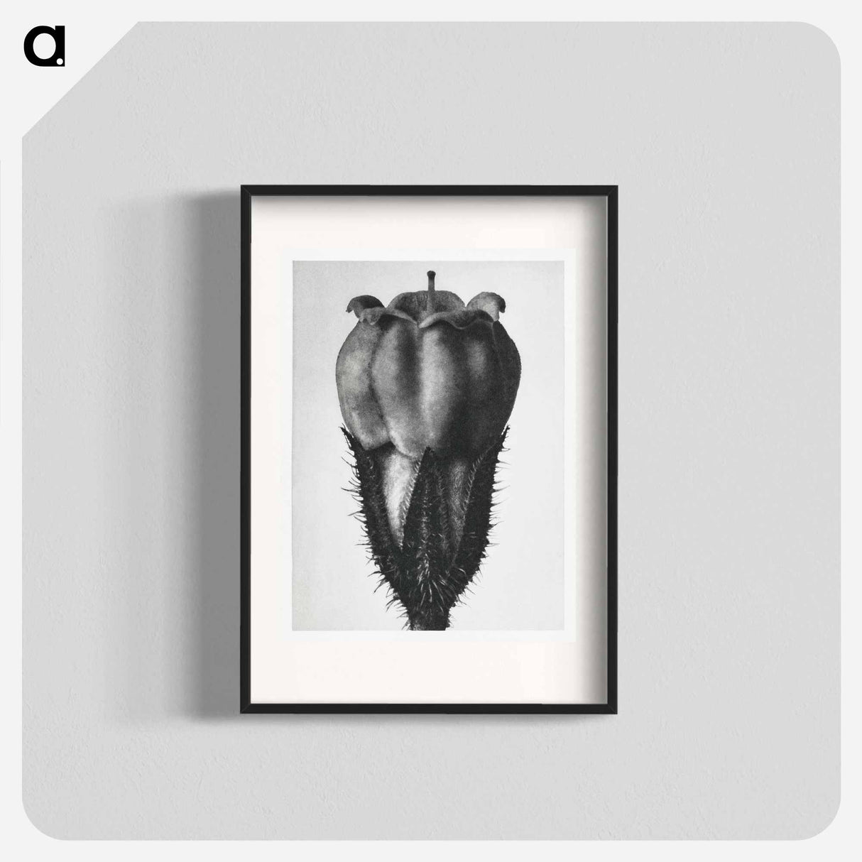 Symphytum Officinale (Common Comfrey) - カール ブロスフェルト Poster.