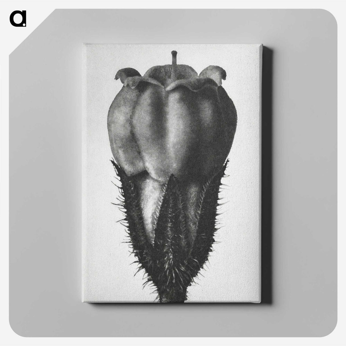 2-18_Karl-Blossfeldt_canvas