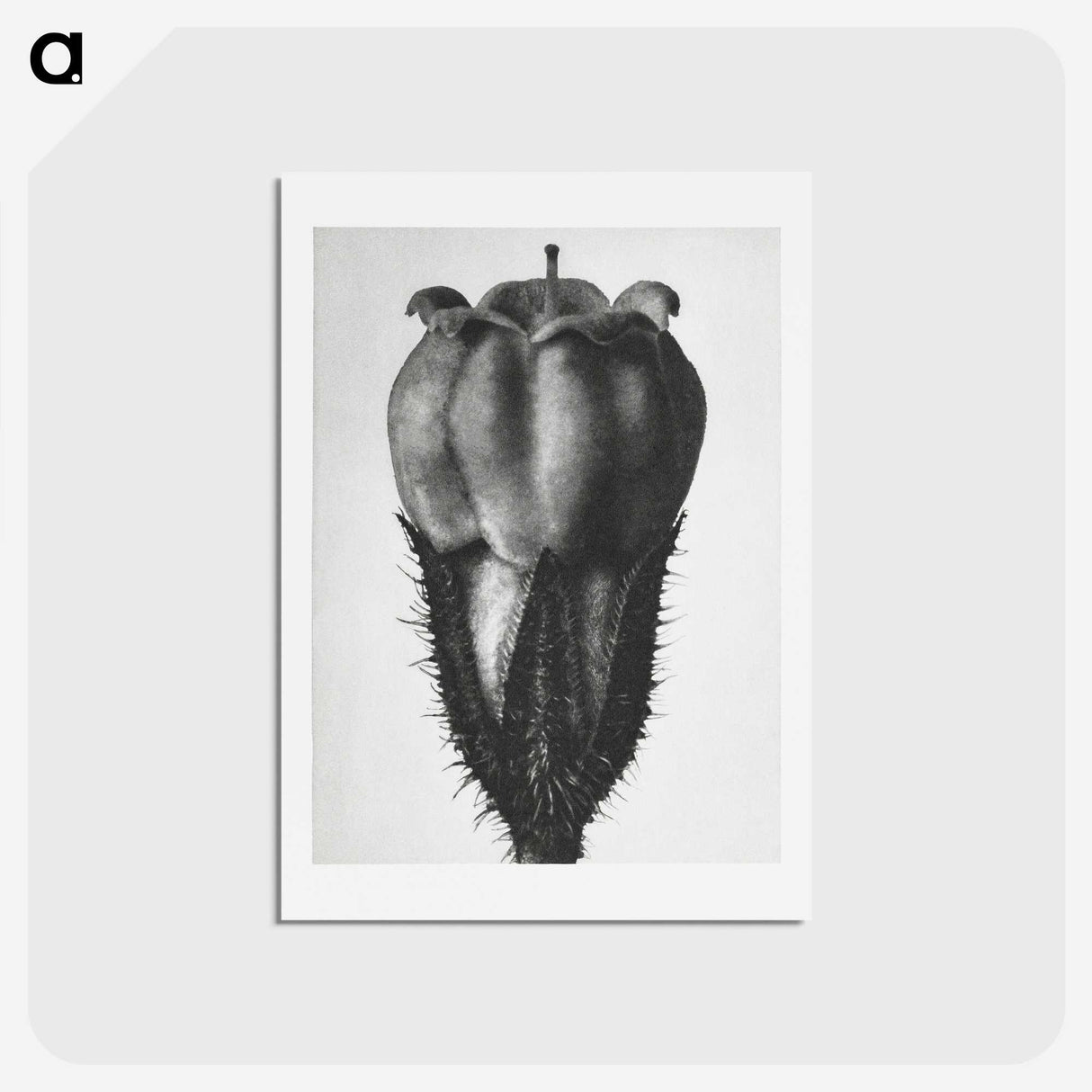 2-18_Karl-Blossfeldt_hagaki