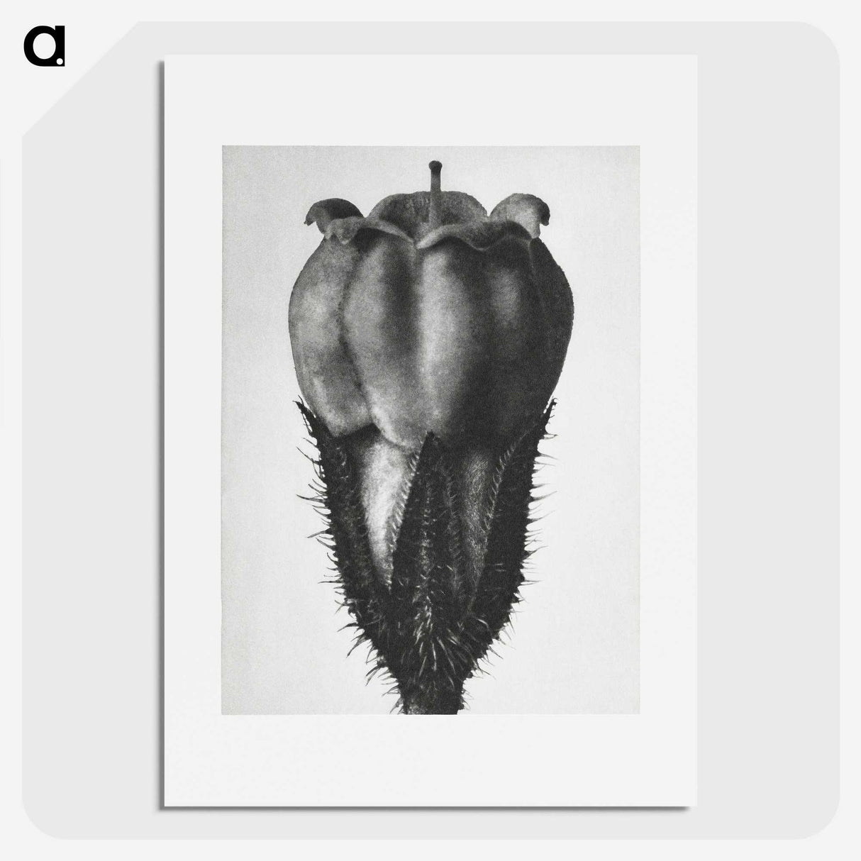 2-18_Karl-Blossfeldt_picture