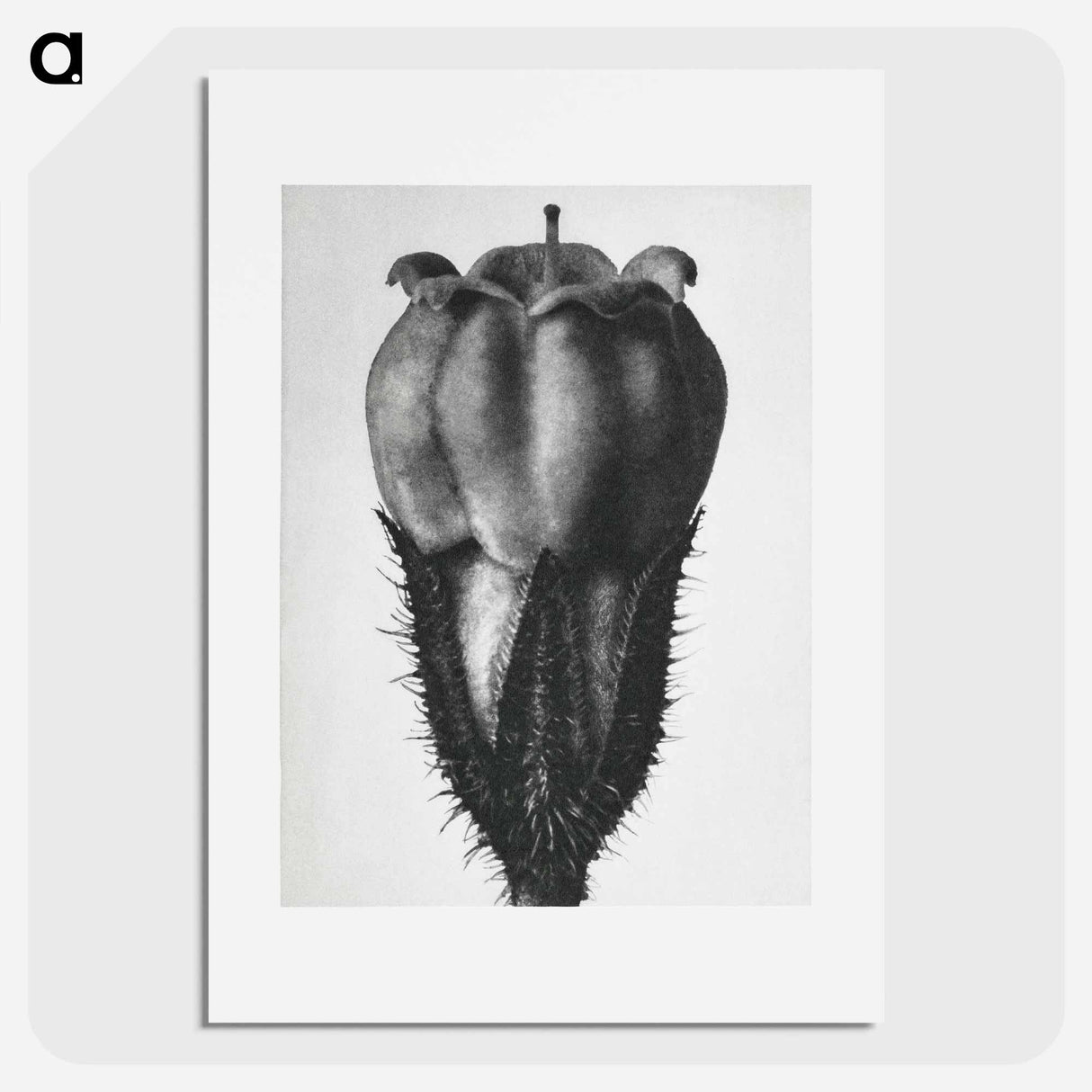 Symphytum Officinale (Common Comfrey) - カール ブロスフェルト Poster.