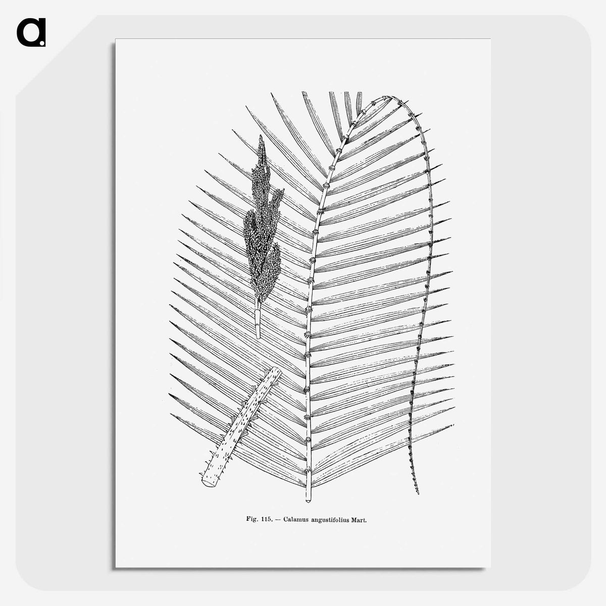 2-18_Les-Palmiers-Histoire-Iconographique_picture-crop