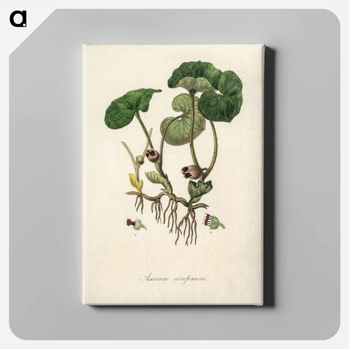 アートパネル-European Wild Ginger Illustration
- 薬用植物学 Canvas.