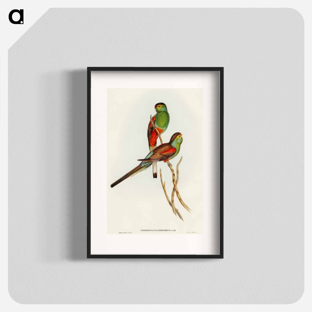 アートポスター-Beautiful Parakeet
- オーストラリアの鳥 Poster.