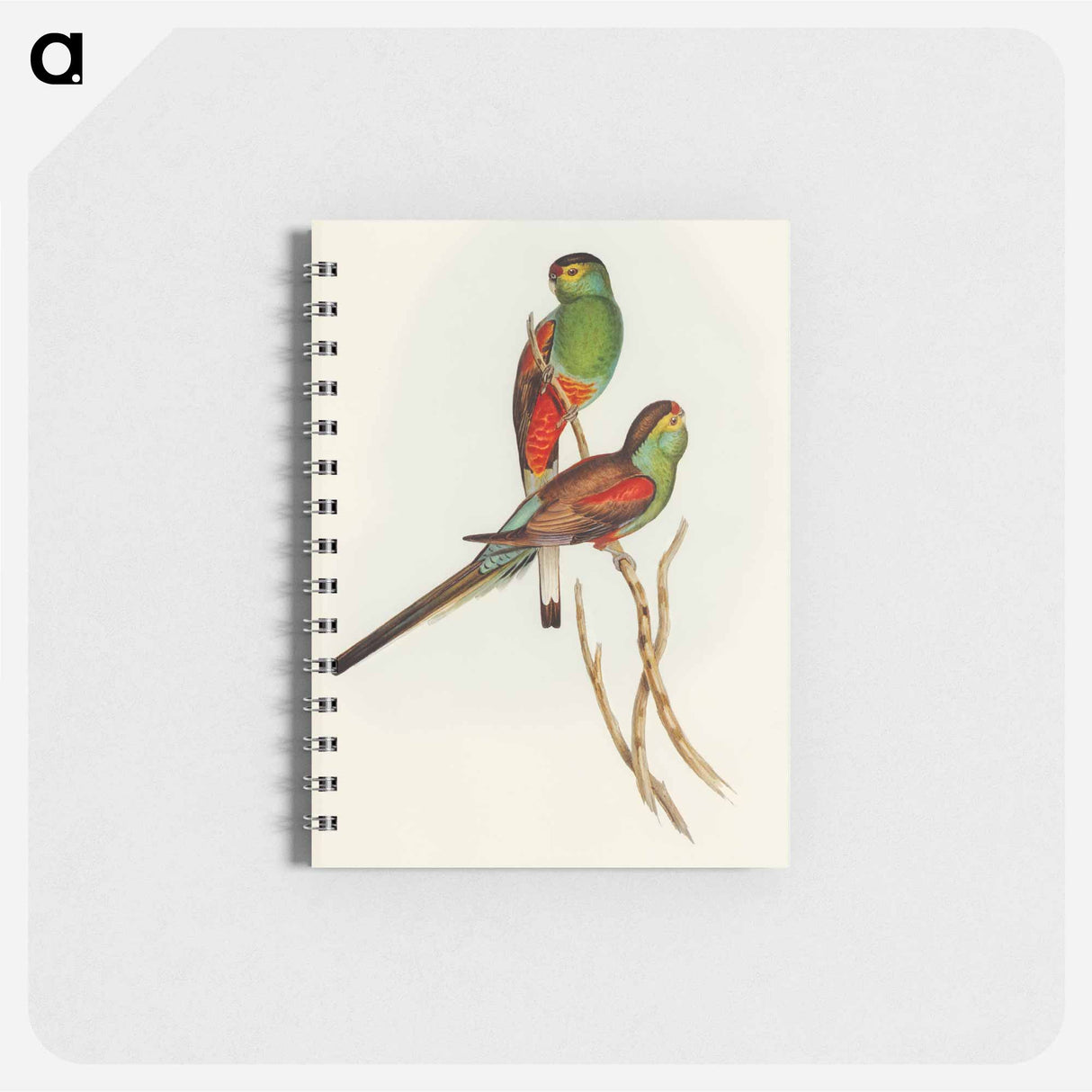 アートメモ帳-Beautiful Parakeet
- オーストラリアの鳥 Memo.