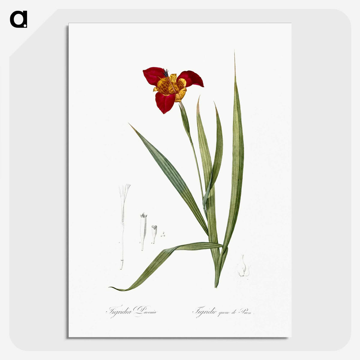 2-18_The-Lilies_picture-crop