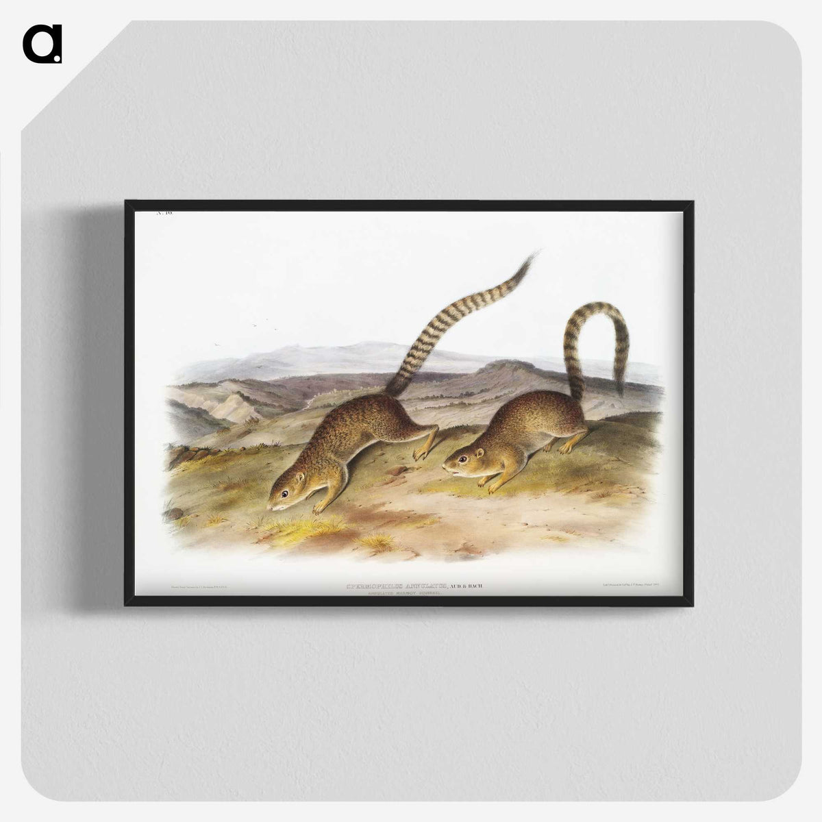 2-18_The-Viviparous-Quadrupeds_blk-crop