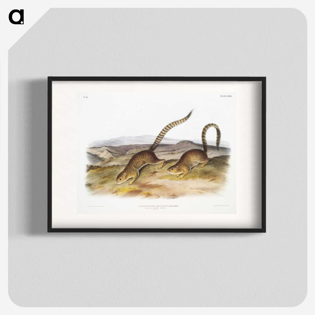 2-18_The-Viviparous-Quadrupeds_blk