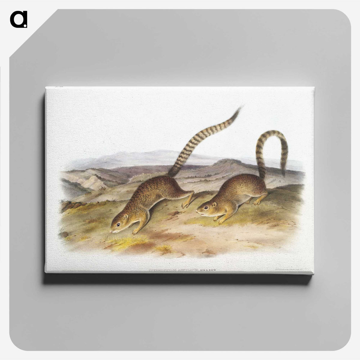 2-18_The-Viviparous-Quadrupeds_canvas