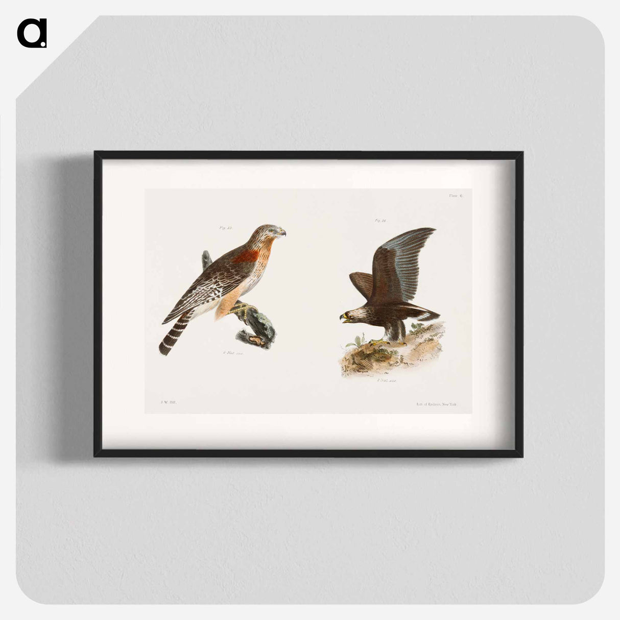 The Red-shouldered Buzzard (Buteo hyemalis) 14. The Golden Eagle (Aquila Chrysaëtos) illustration from Zoology of New York by - Zoology of New York Poster.