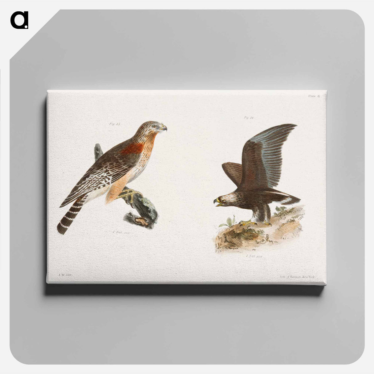 The Red-shouldered Buzzard (Buteo hyemalis) 14. The Golden Eagle (Aquila Chrysaëtos) illustration from Zoology of New York by - Zoology of New York Canvas.