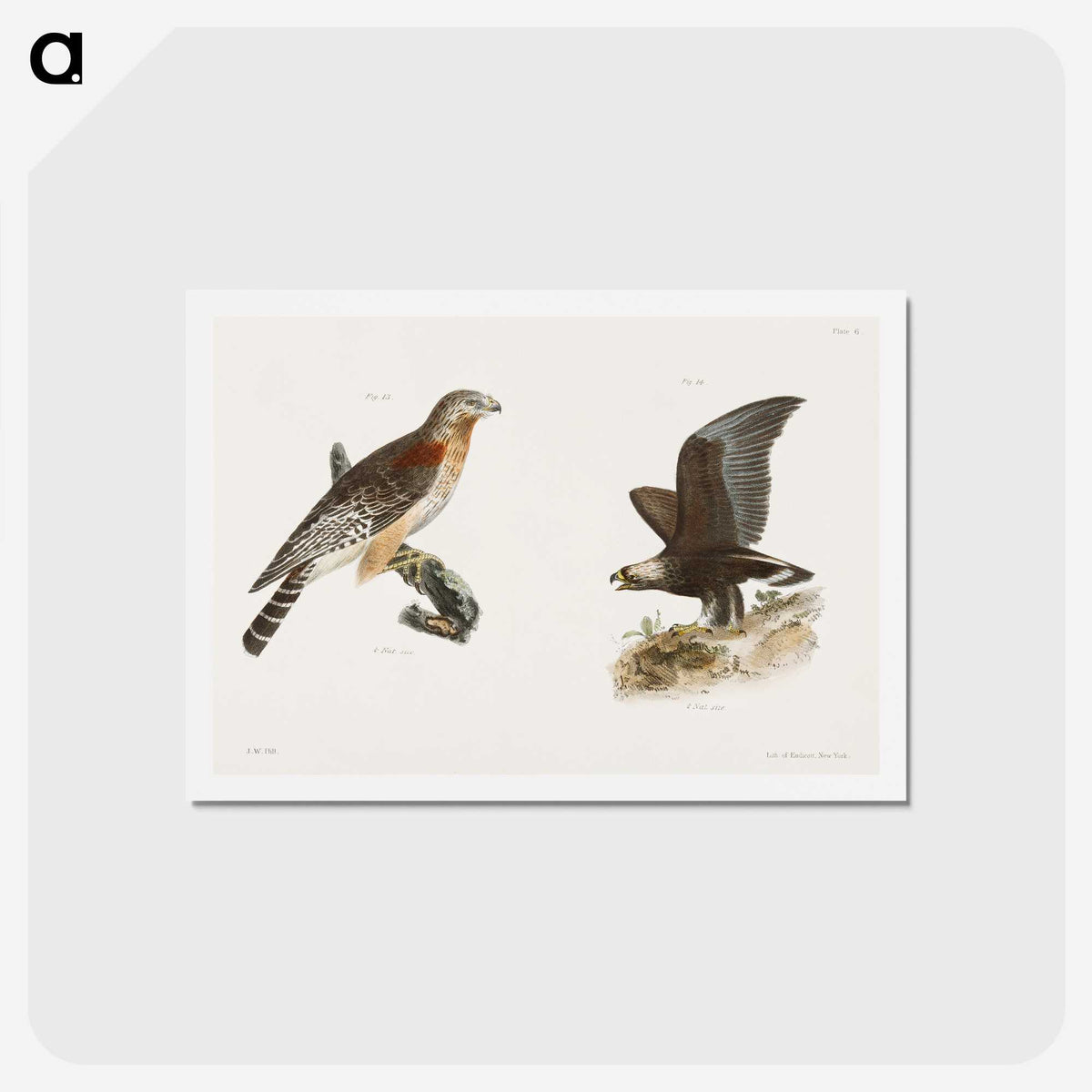 2-18_Zoology-of-New-York_hagaki