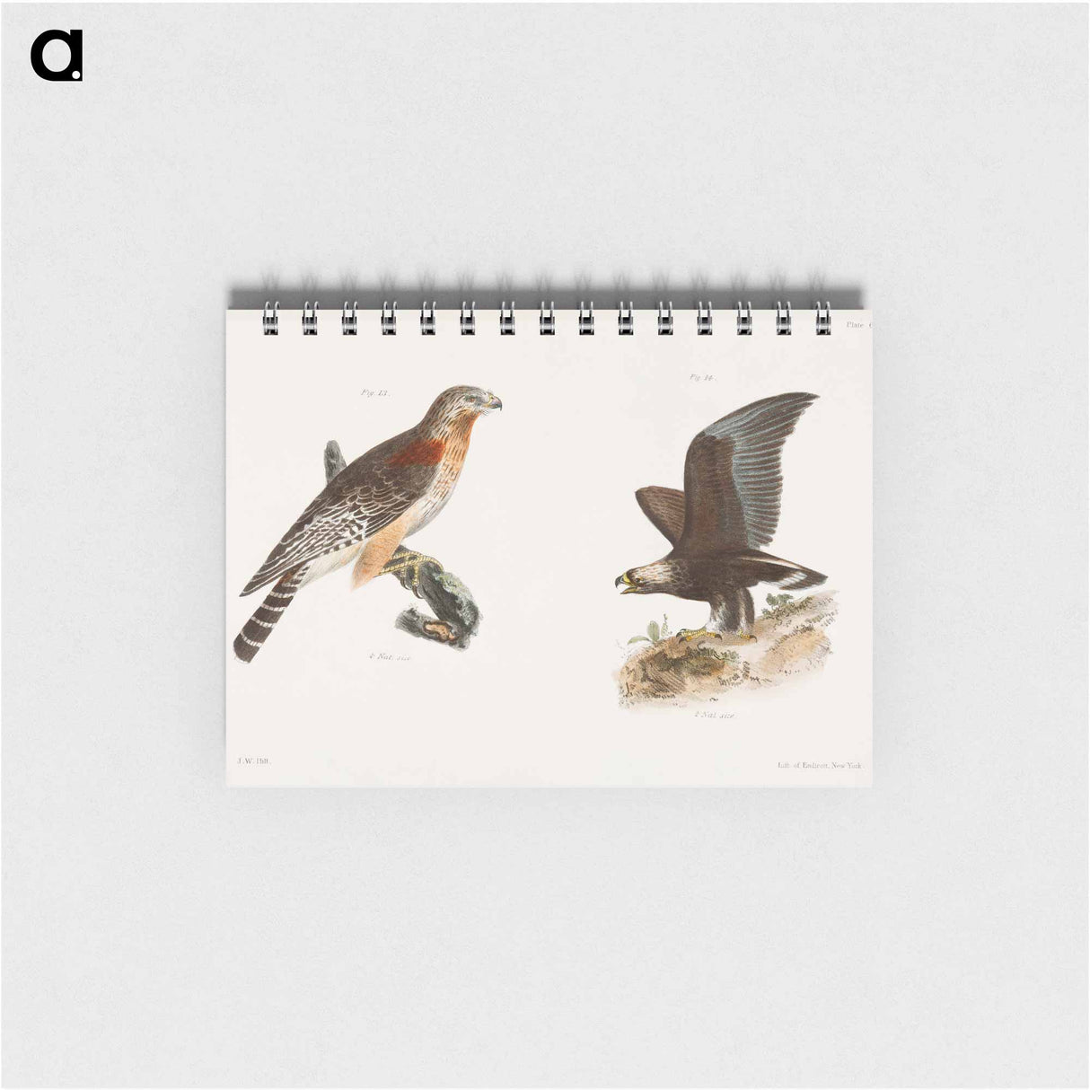 The Red-shouldered Buzzard (Buteo hyemalis) 14. The Golden Eagle (Aquila Chrysaëtos) illustration from Zoology of New York by - ニューヨークの動物学 Memo.