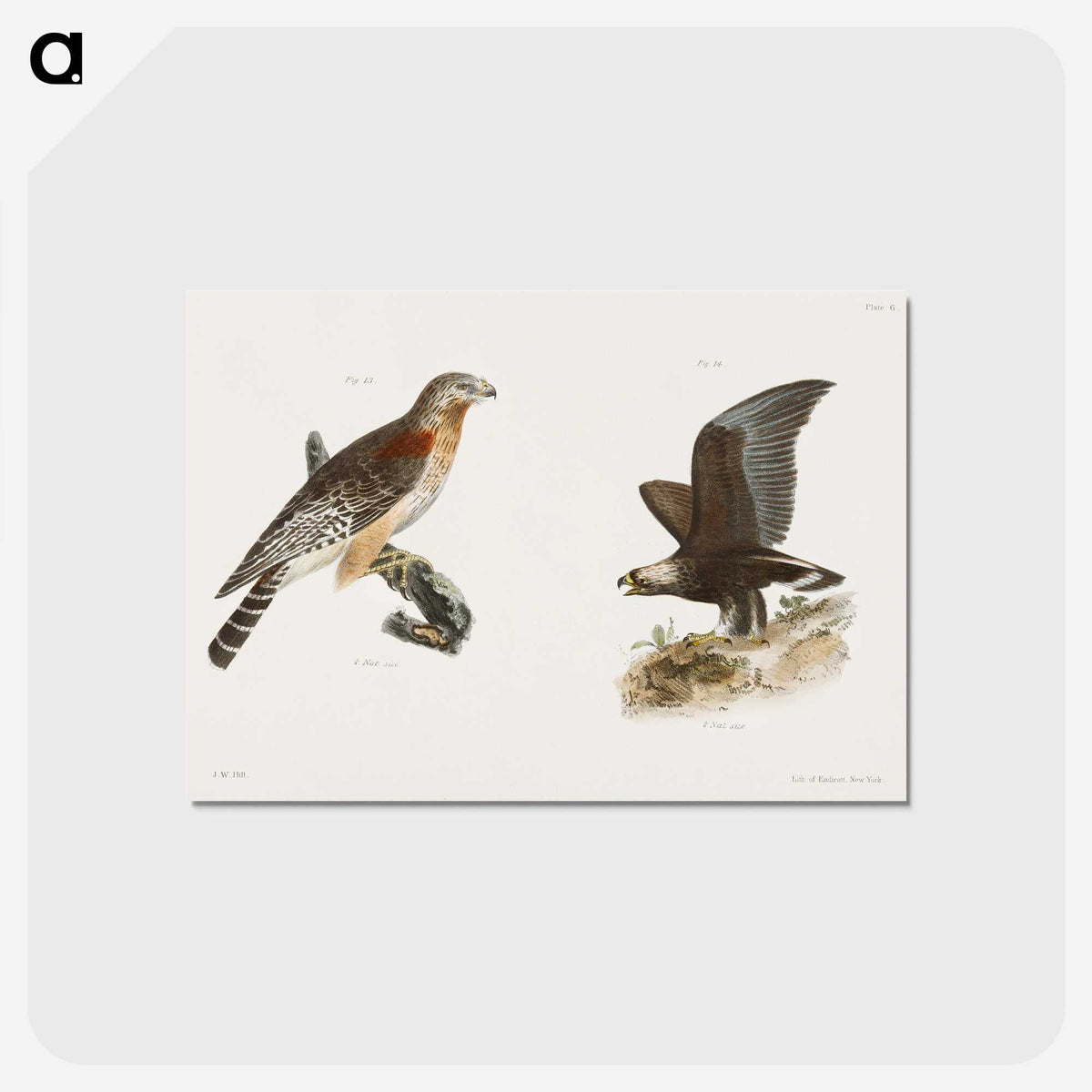 2-18_Zoology-of-New-York_postcard