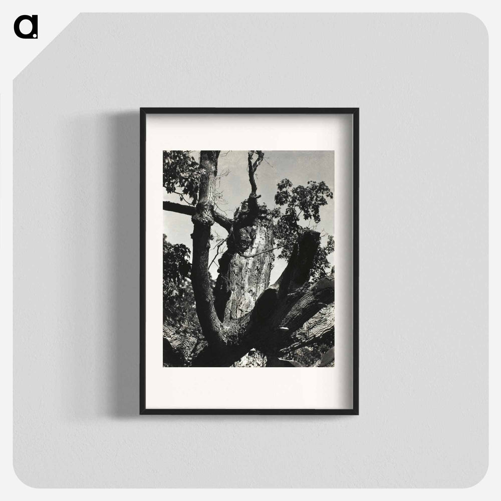 The Old Maple, Lake George - アルフレッド スティーグリッツ Poster.