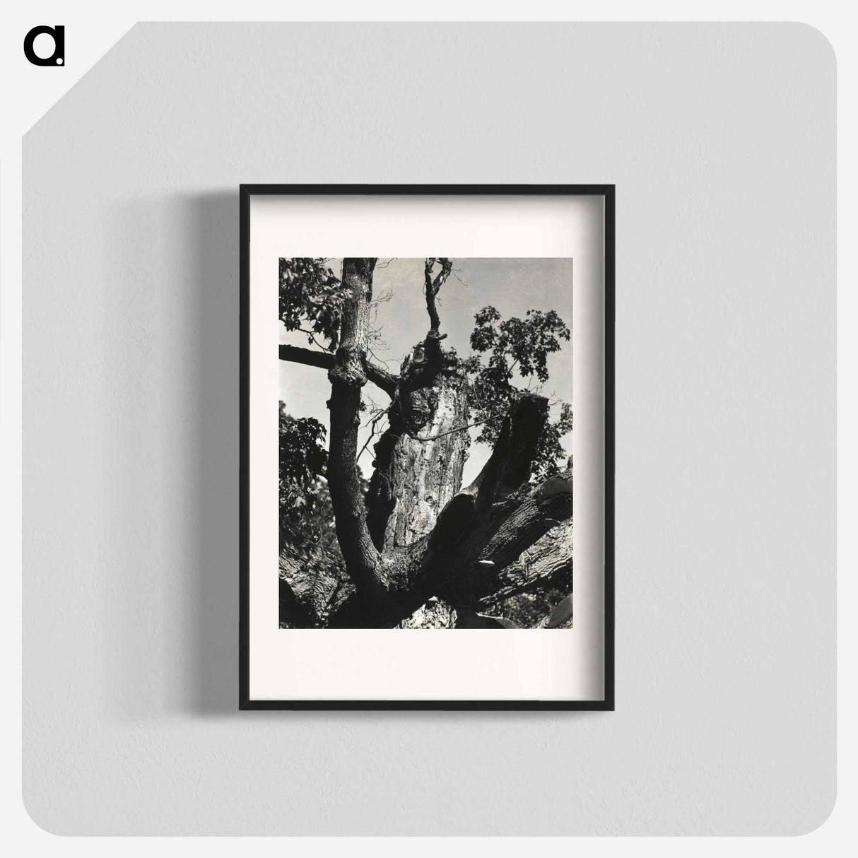 The Old Maple, Lake George - アルフレッド スティーグリッツ Poster.