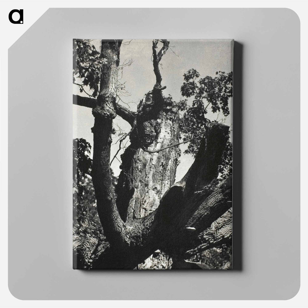 The Old Maple, Lake George - アルフレッド スティーグリッツ Canvas.