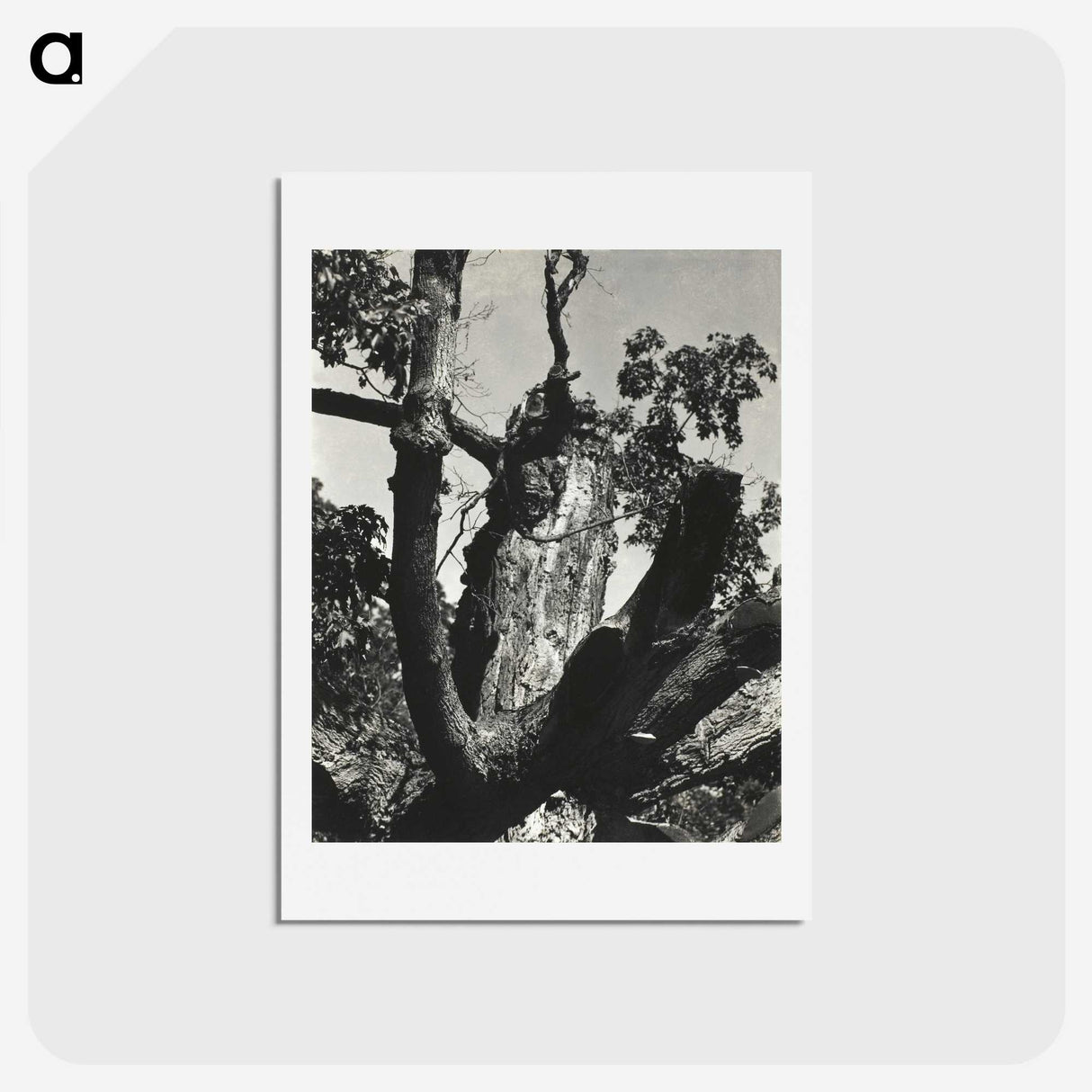 2-19_Alfred-Stieglitz_hagaki