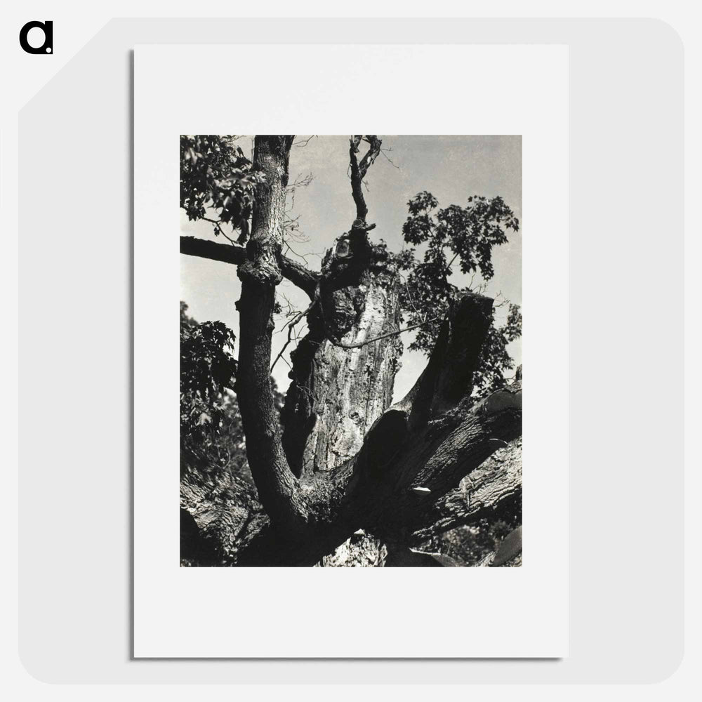 The Old Maple, Lake George - アルフレッド スティーグリッツ Poster.