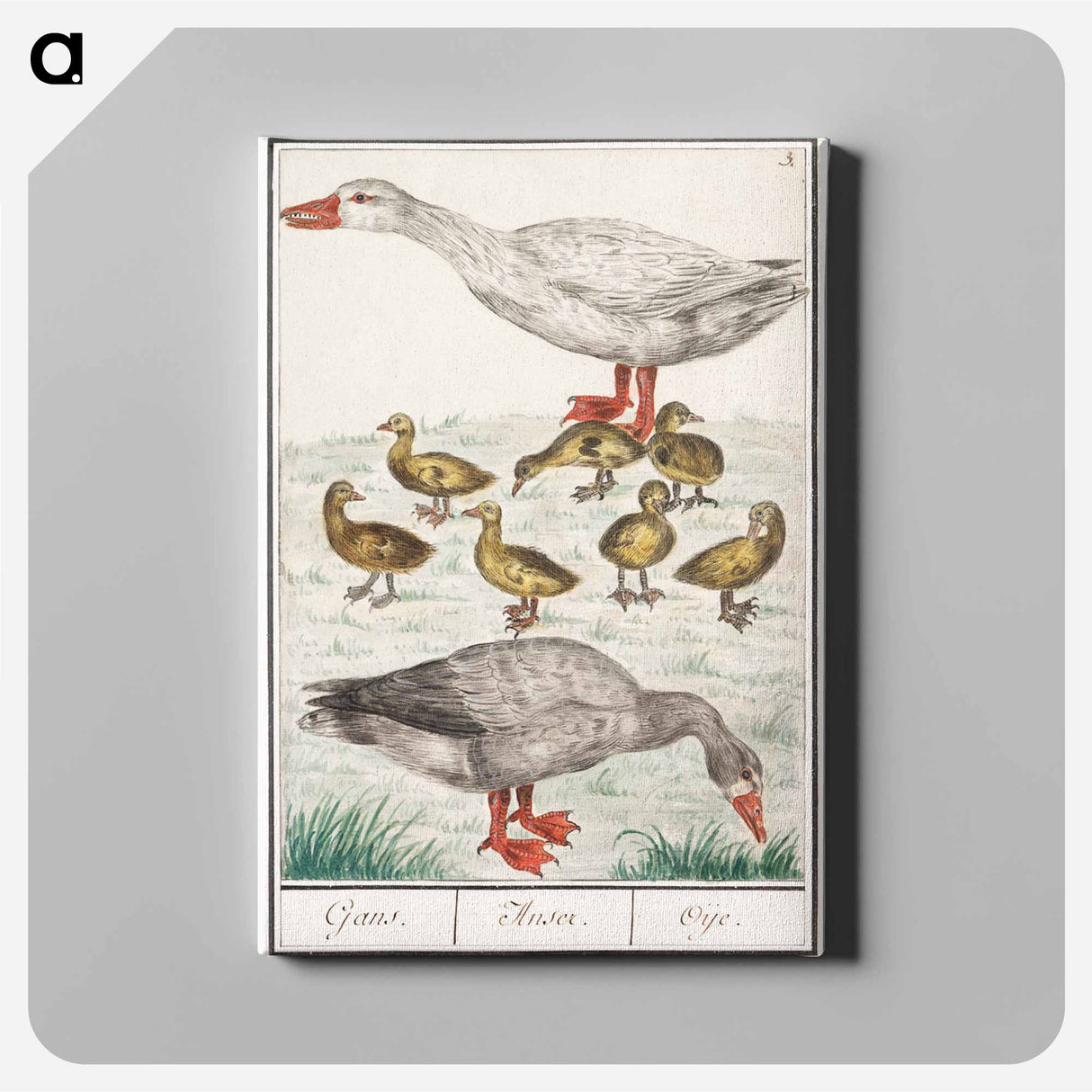 Farm goose or a house goose - アンセルムス ボエティウス デ ブート Canvas.