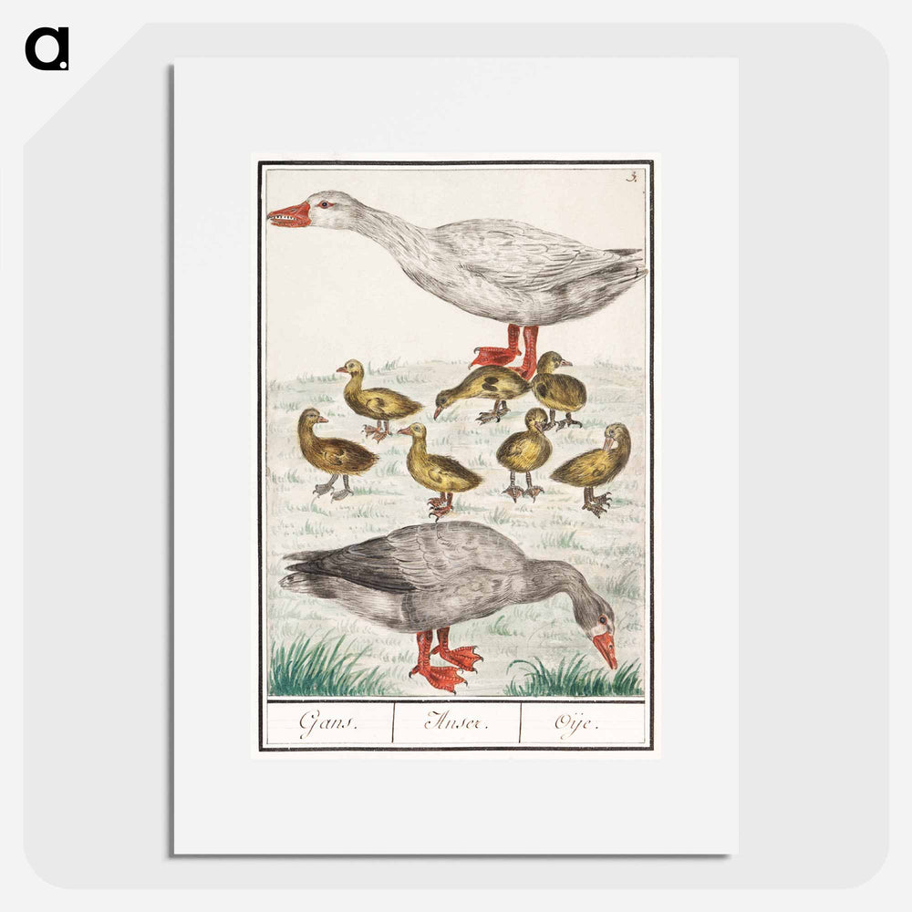 Farm goose or a house goose - アンセルムス ボエティウス デ ブート Poster.