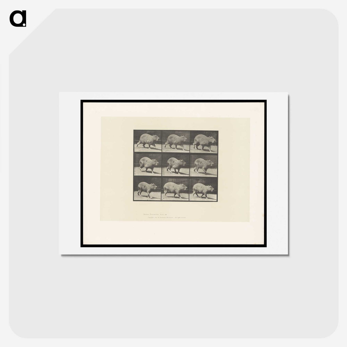2-19_Eadweard-Muybridge_hagaki
