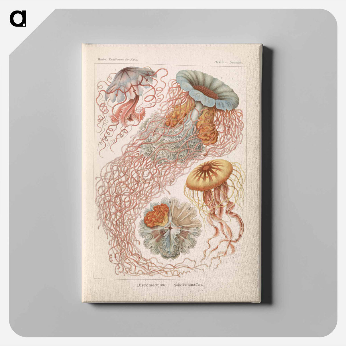 Marine life illustration - エルンスト ヘッケル Canvas.