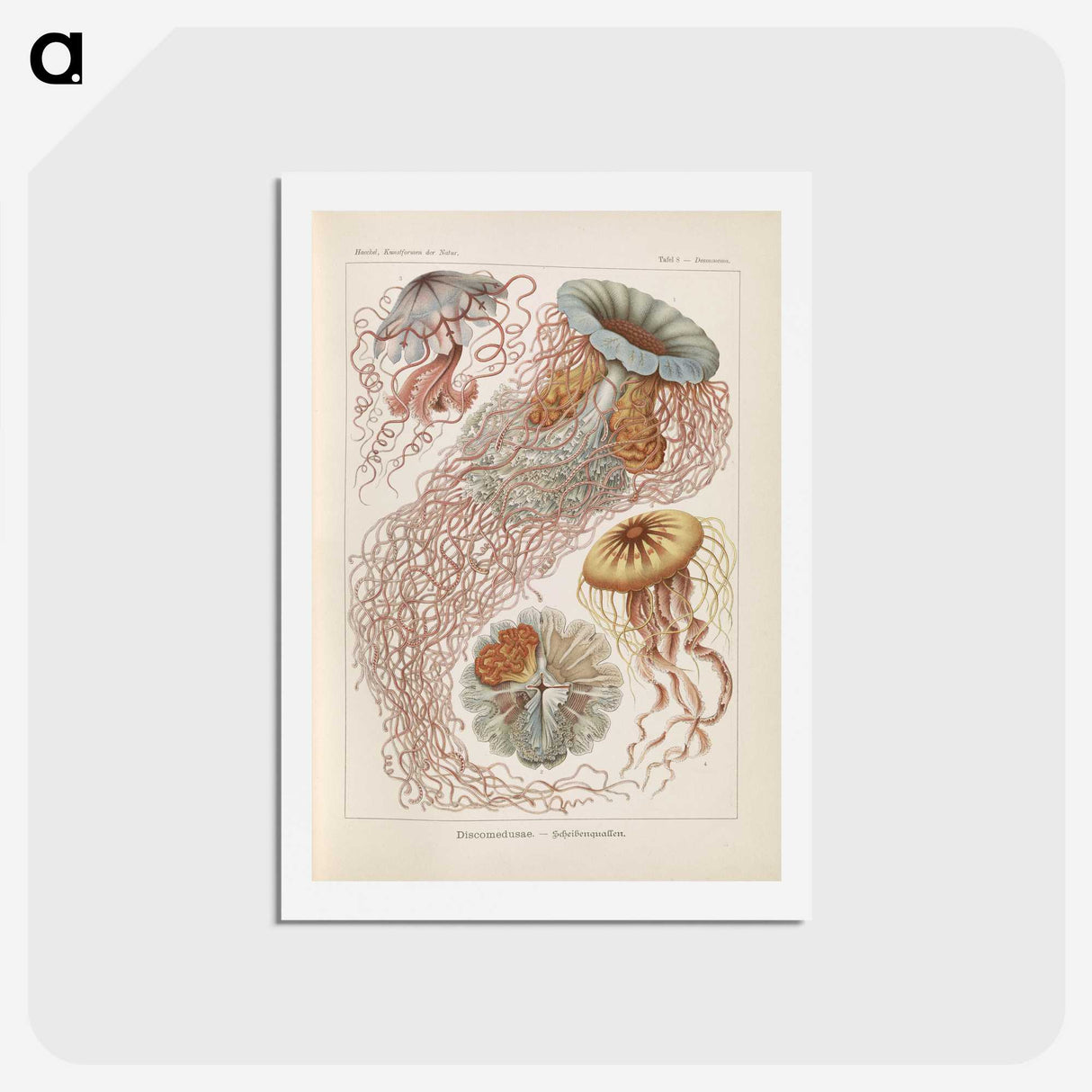 2-19_Ernst-Haeckel_hagaki