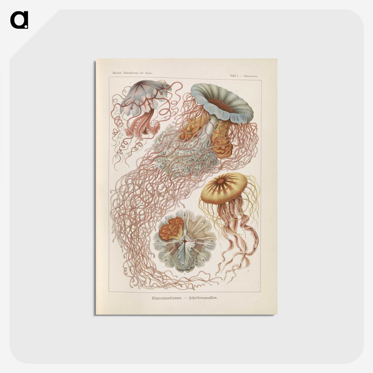 2-19_Ernst-Haeckel_postcard