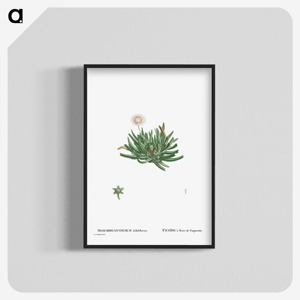2-19_Histoire-des-Plantes-Grasses_blk-crop