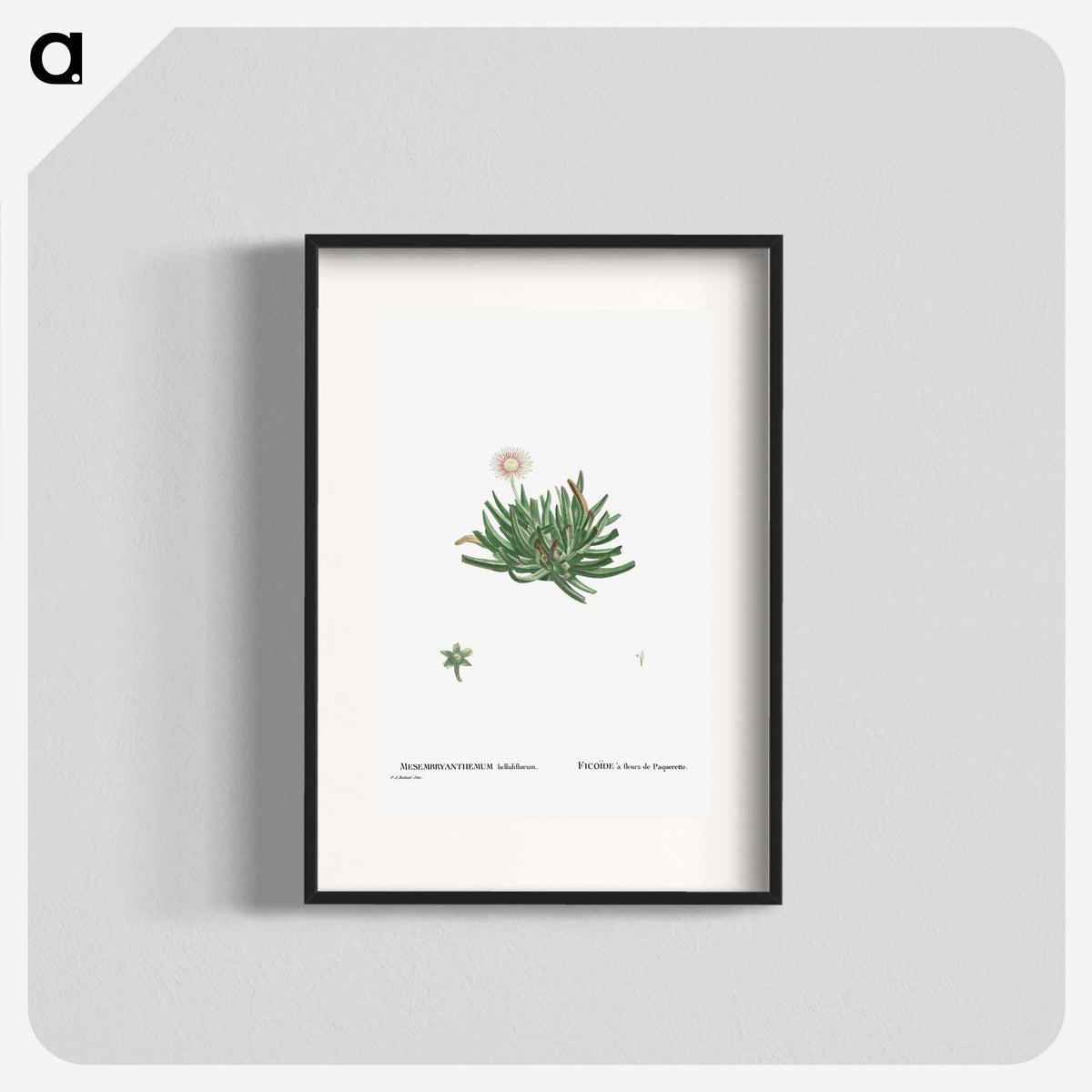 2-19_Histoire-des-Plantes-Grasses_blk