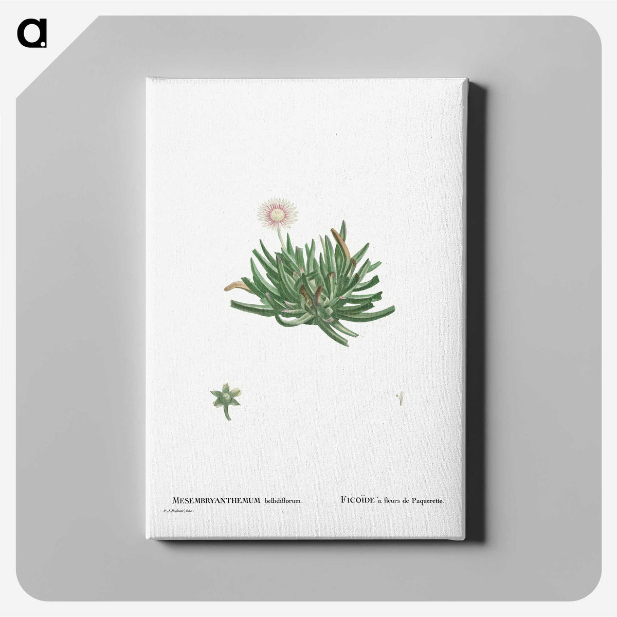 2-19_Histoire-des-Plantes-Grasses_canvas