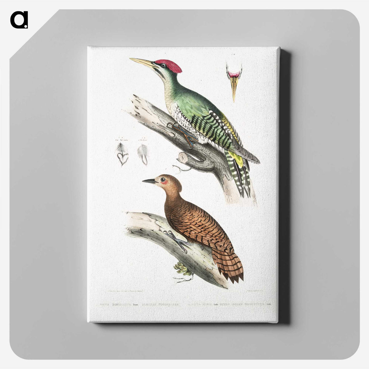 2-19_Indian-Zoology_canvas