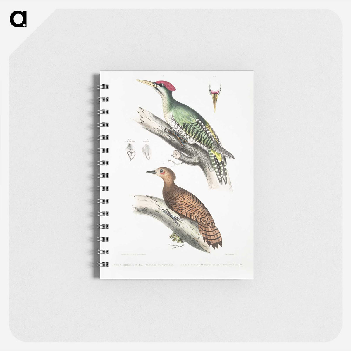 2-19_Indian-Zoology_memo