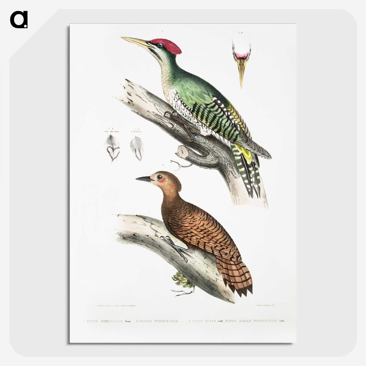 2-19_Indian-Zoology_picture-crop
