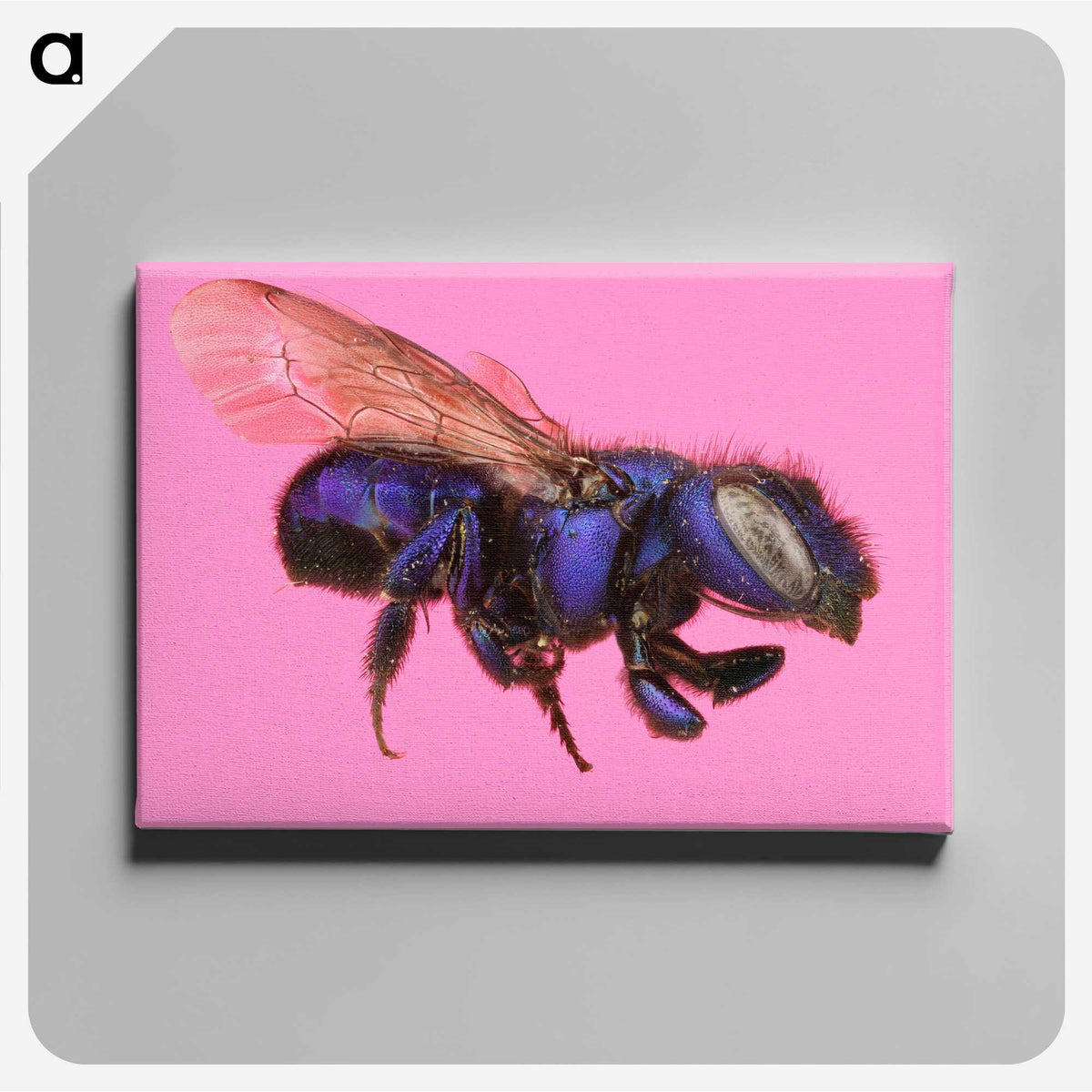 2-19_Insects-Unlocked-Project_canvas