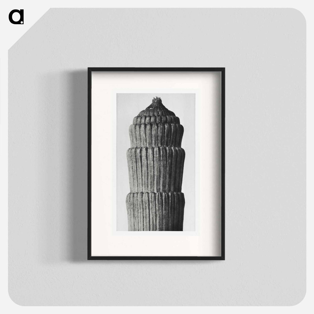 Equisetum hyemale - Karl Blossfeldt Poster.