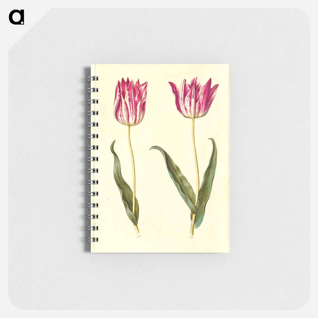 アートメモ帳-Tulipa Gesneriana
- マリア ジビーラ メーリアン Memo.