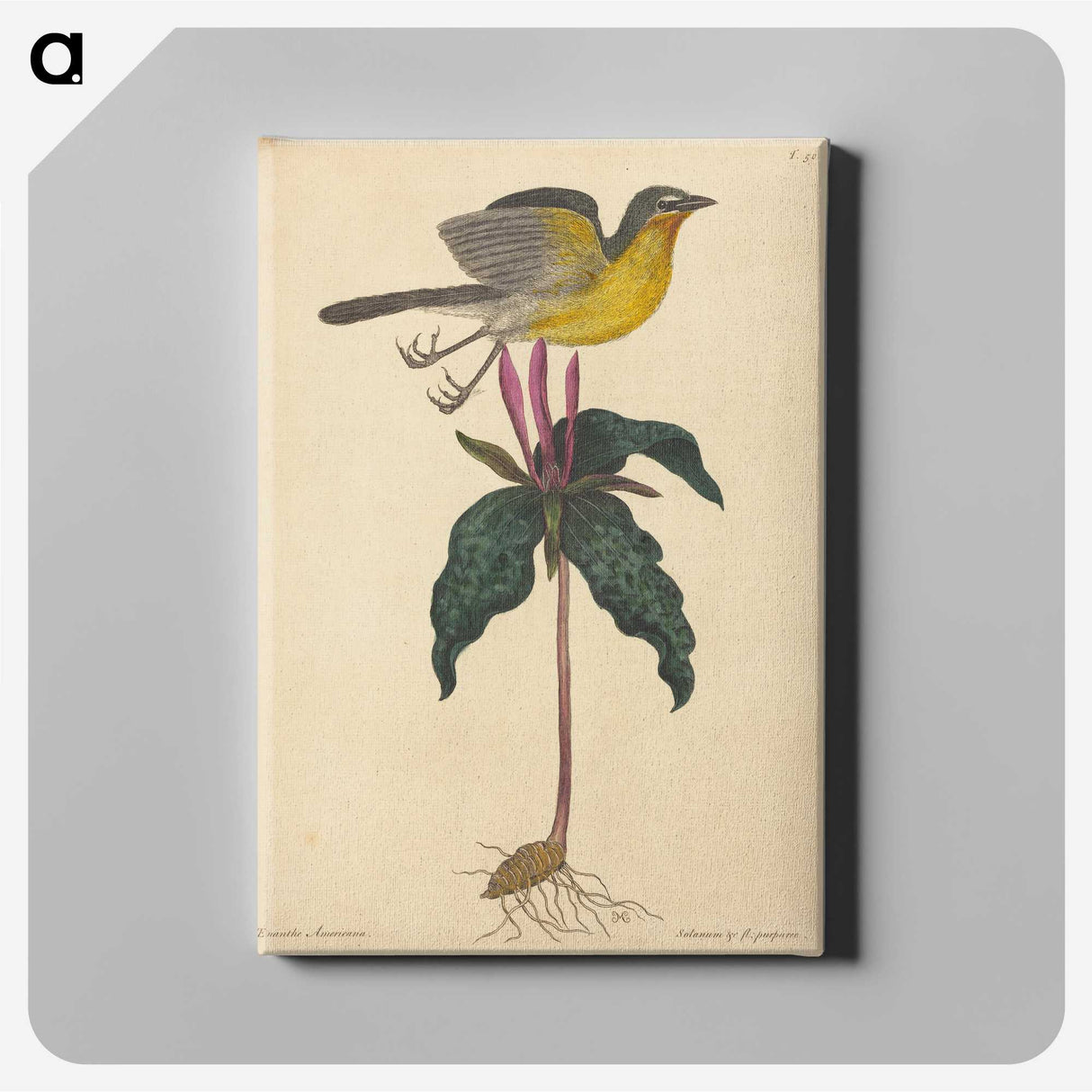 2-19_Mark-Catesby_canvas