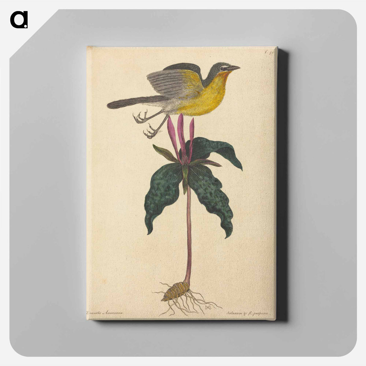 アートパネル-The Yellow-breasted Chat
- マーク ケイツビー Canvas.