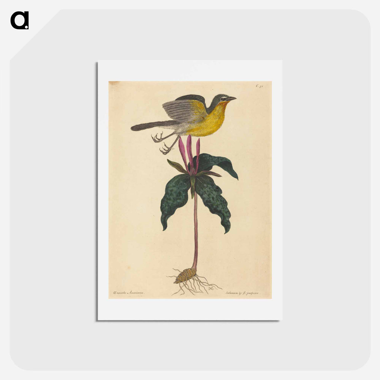 アートポストカード-The Yellow-breasted Chat
- マーク ケイツビー Postcard.