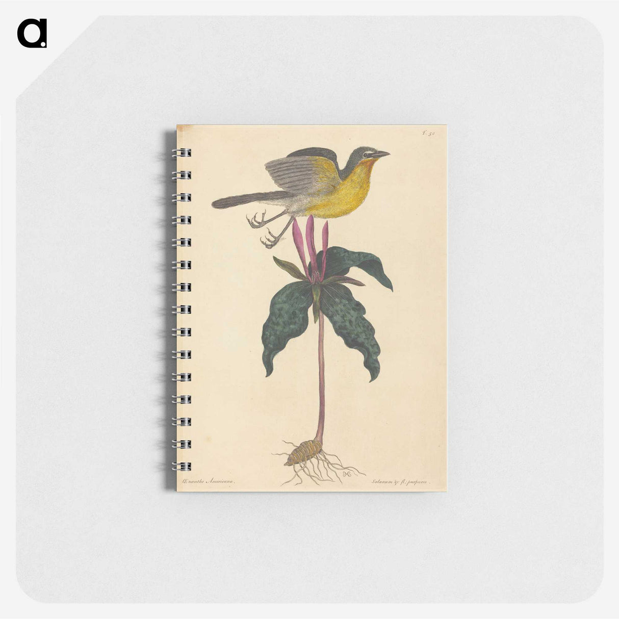 2-19_Mark-Catesby_memo
