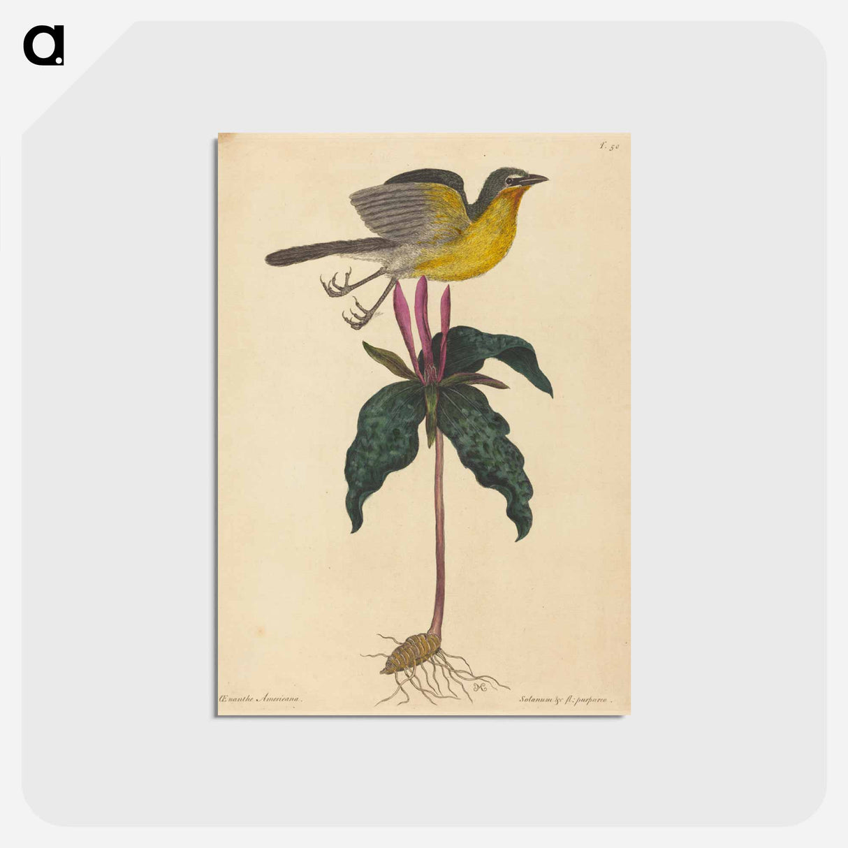 アートポストカード-The Yellow-breasted Chat
- マーク ケイツビー Postcard.